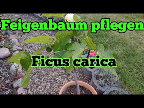 Feigenbaum pflegen gießen düngen Standort vermehren schneiden