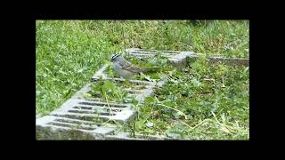 White Crown Sparrow by William S No views 8 minutes ago 1 minute, 7 seconds