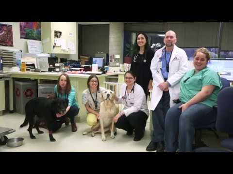 Video: Pet Cancer Care Care Adskiller Sig Markant Fra Human Cancer Care