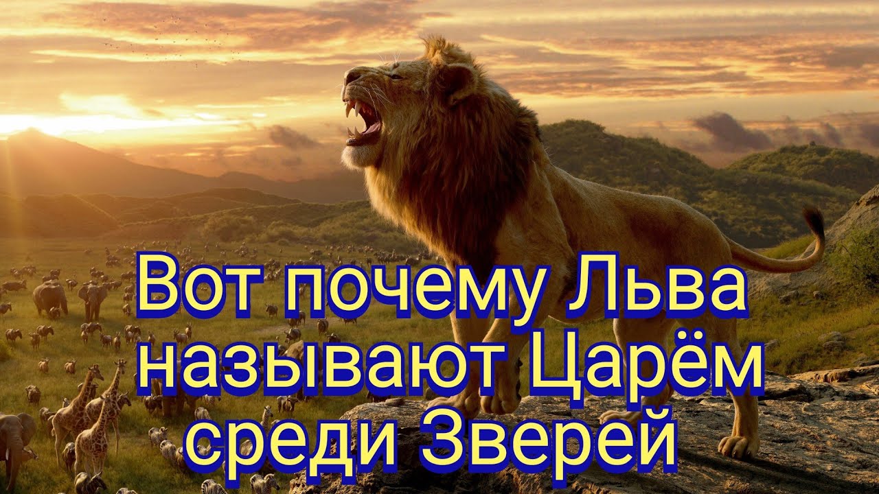 Лев кличка. Льва называют царем зверей. Почему Льва называют царем зверей. Почему Льва называют царём. Почему Льва называют королем.