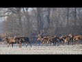 Chmara jeleni i piękny potężny szesnastak