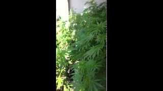 Cannabis On A Balcony (Space problems.)