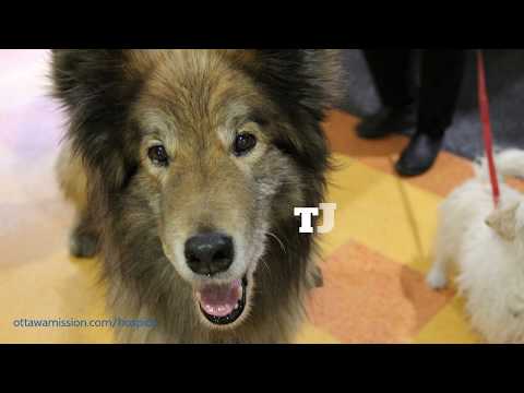 Video: Terapi Hund forsyner forsigtigt Hospice Patient, mens de begge lytter til poesi