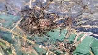 Huge Wolf Spider getting eaten by ants