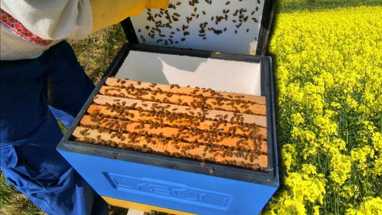 You've caught the swarm, now what❓