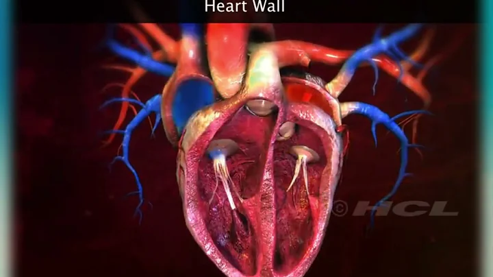 HCL Learning!! Structure Of The Human Heart!! Internal Structure of the heart.