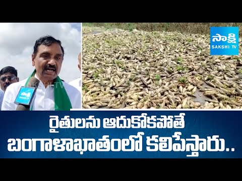 YSRCP MLC DC Govinda Reddy Inspects Crop Damage Areas | AP rains 2025 | @SakshiTV