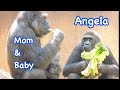 Gorilla 🌟Kelly family & baby boy💕✨ The baby observes everyone in the family.