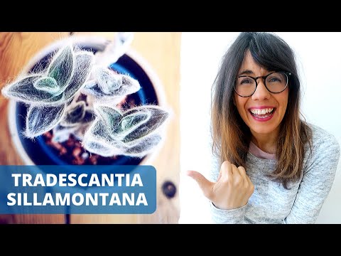 tradescantia-sillamontana-|-white-gossamer-plant-care