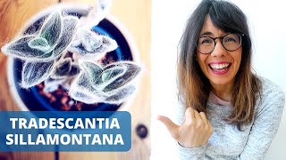 Tradescantia Sillamontana | White Gossamer Plant Care