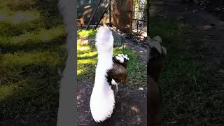 Download Lagu Burung Bustard Australia Jantan #shorts #birds MP3 Download Lagu Burung Bustard Australia Jantan #shorts #birds MP3
