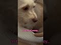 Current situation: broke as a joke! Jk 🤣 #dogshorts #doglife #funnydogs #dogs