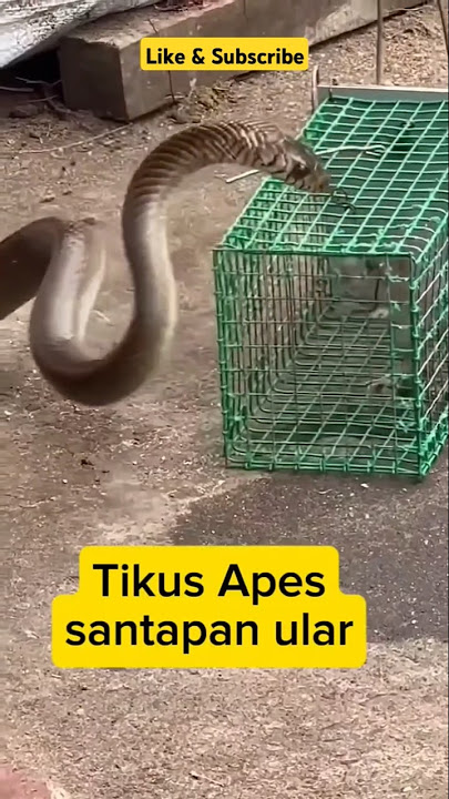 TIKUS APES JADI SANTAPAN ULAR #ularberbahaya #tikussawah #shorts