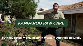 Kangaroo Paw plant care | Native Garden Makeover Series |  Nativ by Plantrite