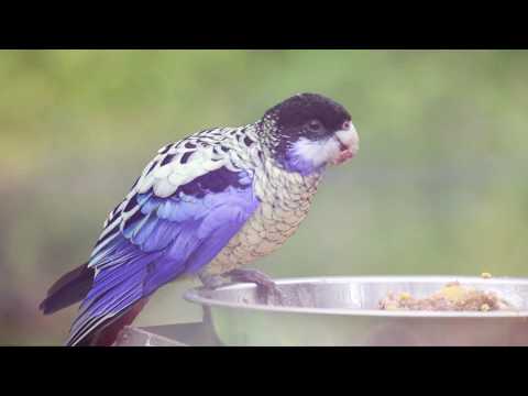 ROSELLA PARROT