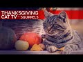 Thanksgiving cat tv  8 hours squirrels