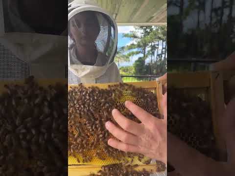 Looking at the comb tells a story 🐝💛