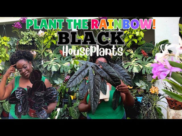 BLACK HOUSEPLANTS: the darkest foliage you need in your collection! -  YouTube