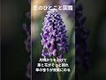 恋のひとこと図鑑:ヒヤシンスの花言葉 #恋のひとこと図鑑 #花言葉  #ヒヤシンス