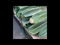 How to Propagate Peruvian Apple Cactus From Cuttings