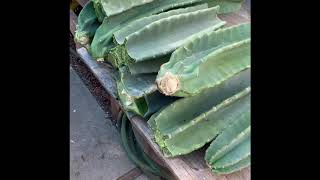 How to Propagate Peruvian Apple Cactus From Cuttings