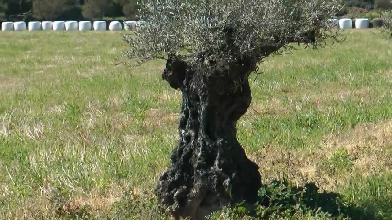 Nº 4 CONOCER MALLORCA VILLA DE CAMPOS BALEARES ESPAÑA.avi
