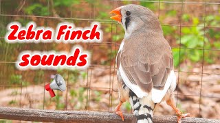 suara kutilang zebra | Suara kicauan burung Zebra Finch di hutan 1 jam Burung Zebra Finch