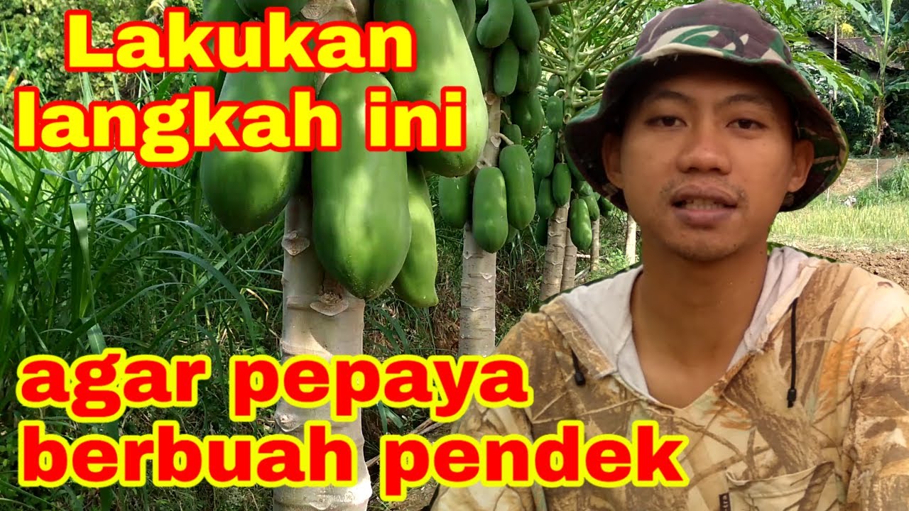 Cara agar pepaya berbuah pendek