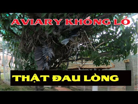 Video Avi cảnh đẹp mà chim chết nhiều quá, thật đau lòng - youtube
