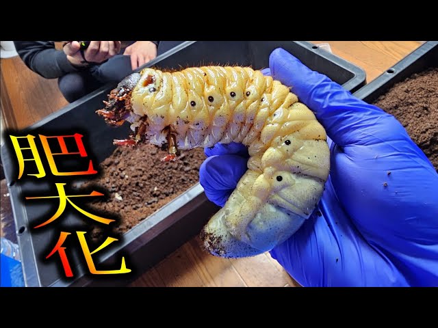謎のオオカブト The larvae of the rhinoceros beetle have grown so big that they
