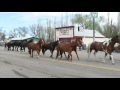 Horse Drive through Maybell May 7 2017