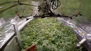 INDOOR JUNGLE #3 - Heavyweight Flower Booster Ultimate P.K. CO2 Invaders, Molasses.
