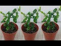 How to grow makrut or kaffir lime trees from seeds - วิธีปลูกมะกรูดจากเมล็ด (4 Jan. 21)