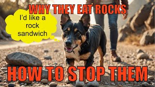 Why Your Dog Eats Rocks (And How to Stop It!)