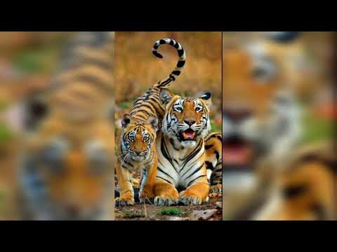tiger voice | اصوات حيوانات ( صوت النمر )