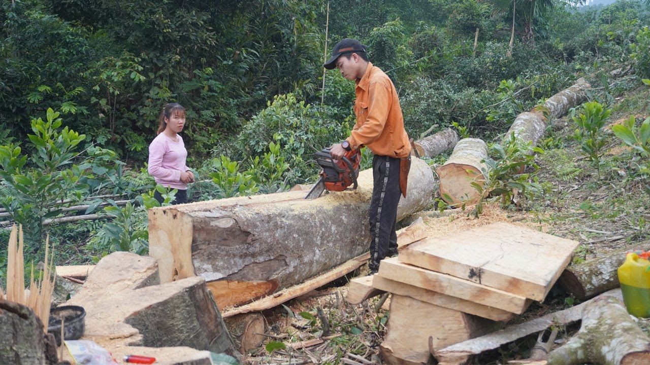 Amazing Skill Huge Tree Felling With Chainsaw, Cut Trees Into Planks ...