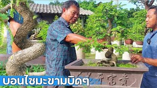 วิธีทำบอนไซมะขาม เทคนิคต่างๆจากลุงอ๋อ ชลบุรี Tamarind Bonsai EP2