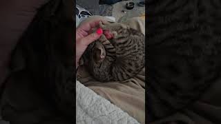kitten playtime and mama hand attacks
