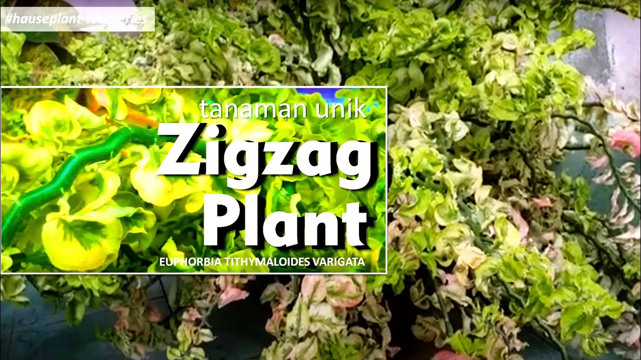  UNIK  ZIGZAG PLANT  EUPHORBIA TITHYMALOIDES VARIGATA 