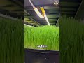 apakah ini rumput masa kini ❓😦 #faktamenarik #berbagiinfo #faktaunik #facts #infomenarik
