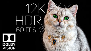 Real Clarity 12K HDR 60fps | Dolby Vision