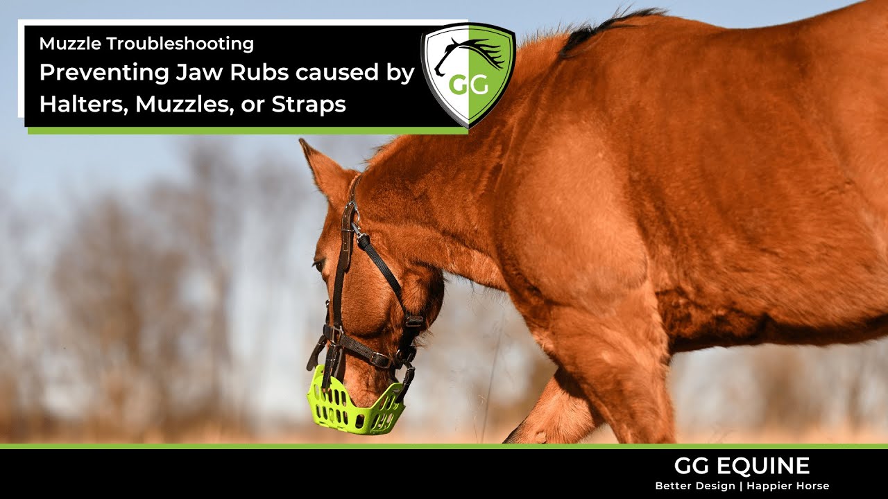 How to Prevent Rubs & Sores on the Jaw area from Muzzles, Halters, and