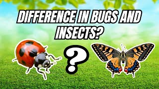 Difference Between Bugs and Insects | The Learning Lounge
