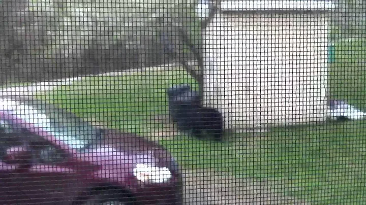 A black bear at my house