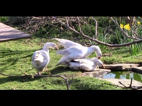 Видео: Галуу хэзээ өндөглөдөг вэ?