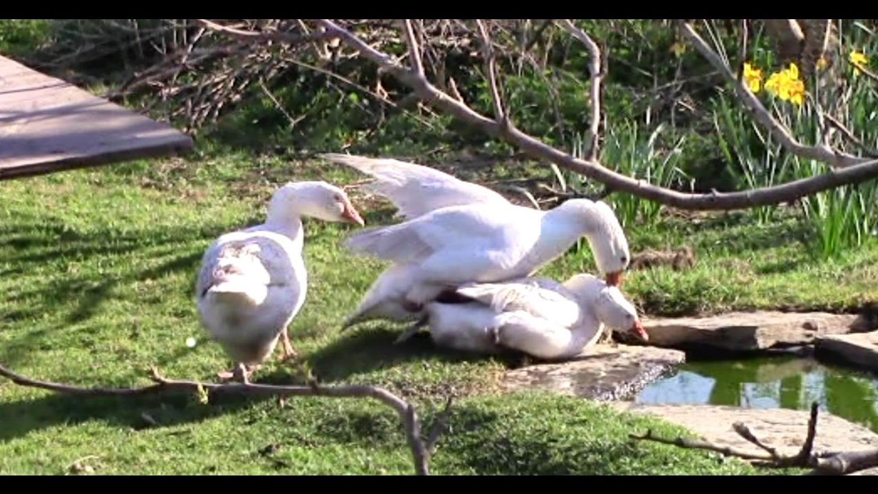 Geese Mating And Eggs Youtube,Pork Loin Roast Recipes Oven