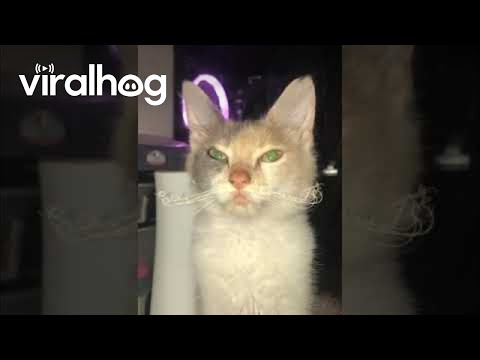 Kitten's Whiskers Look Like a Fancy Mustache || ViralHog