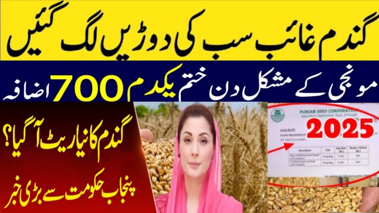 Today wheat price in punjab | گندم کا ریٹ 2024 | gandam rate today ...