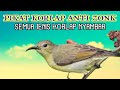 Suara Pikat Kolibri Kelapa Betina Memanggil Jantan Paling Ampuh