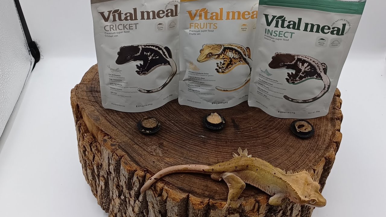 Visual Reference: Crested Gecko Food Review Vital Meal